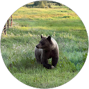 Gredi Patrick profile picture